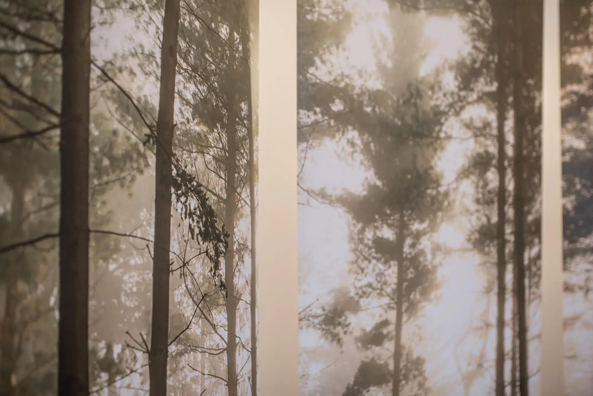 Baumstämme im Wald bei Sonnenaufgang, natürliche Bestattung, Waldbestattung, Friedhof, umweltfreundliche Bestattung, Friedwald, Naturbestattung, Trauer, Naturerlebnis, nachhaltige Abschiednahme.