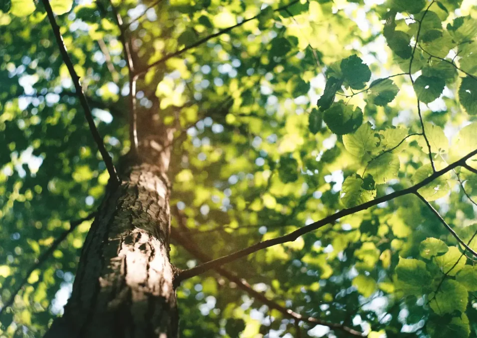 Baumbestattung Bayern